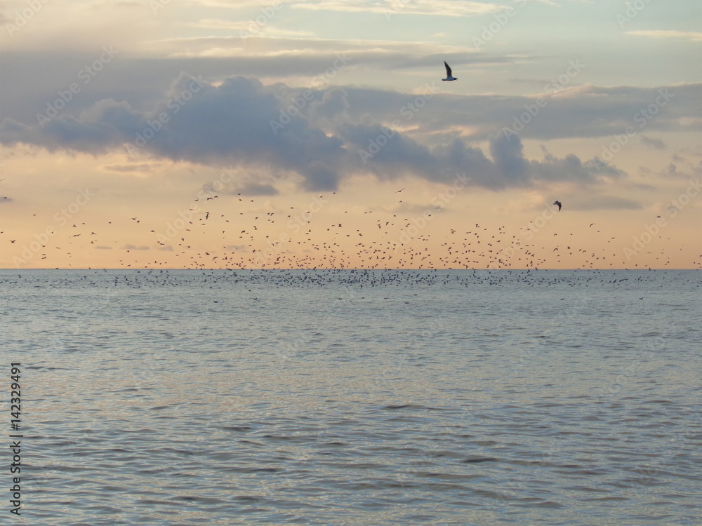 Flock of birds over sea, sunset sky