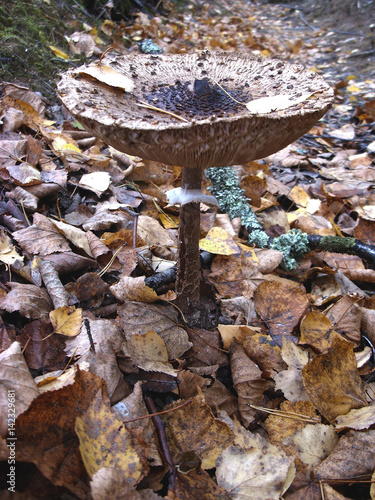 On moss is growing a lot of poisonous inedible and dangerous mushrooms
