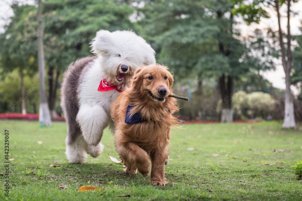 Golden Retriever and Ancient Shepherd, played on the grass Golden Retriever and Ancient Shepherd, played on the grass
