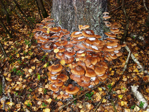 A lot of edible mushrooms grow on the trunk of a birch tree