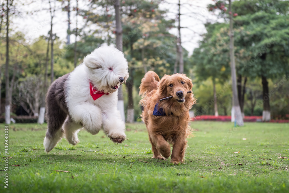 Golden Retriever and Ancient Shepherd, played on the grass Golden Retriever and Ancient Shepherd, played on the grass