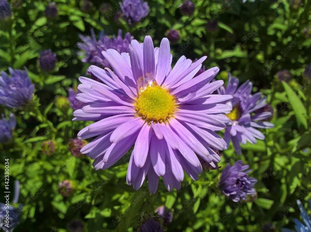 Obraz premium European Michaelmas-Daisy. Purple Violet Yellow flowers in the garden.