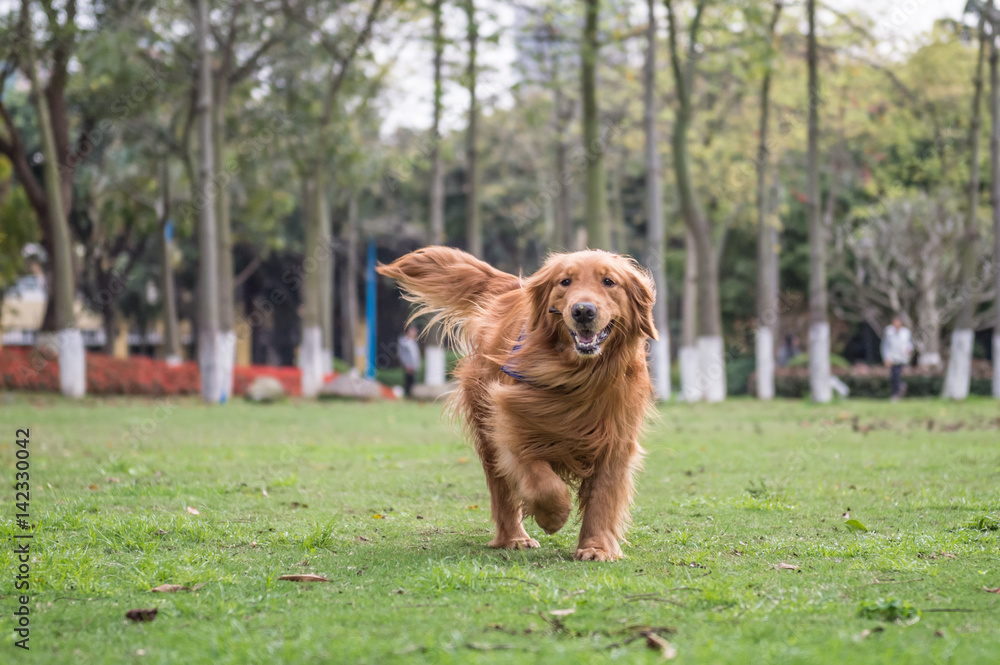 The Golden Retriever in the outdoor on the grass