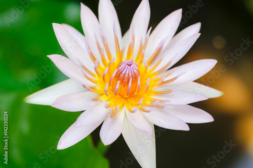 Close up lotus yellow pollen