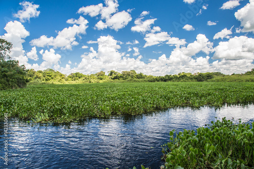 Fototapeta Naklejka Na Ścianę i Meble -  Wasserlandschaft im Pantanal in Brasilien