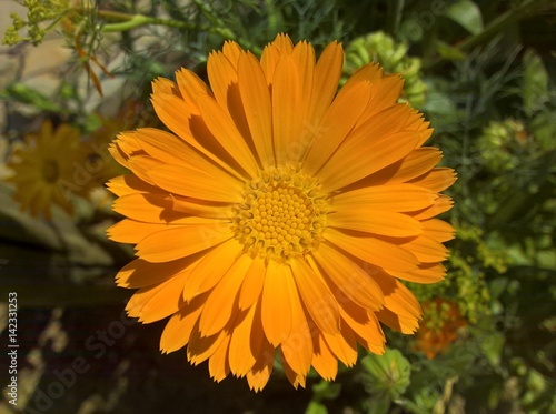 Marigold (Calendula Officinalis). Orange coloured flower in shine of the sun. Grass in the background