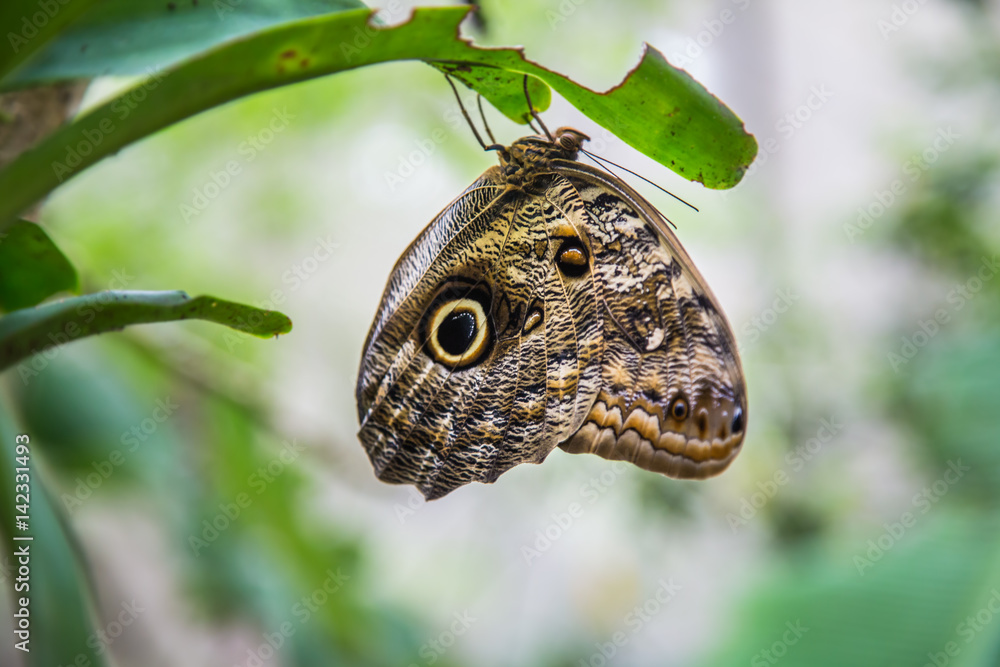 Fototapeta premium Bananenfalter in Brasilien