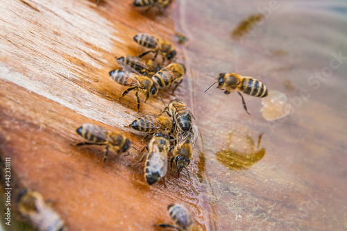 Bees drinking water at the summer.