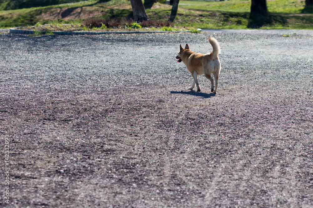Alone dog in a park on a gravel road Alone dog in a park on a gravel road