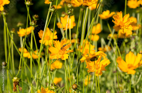 Fototapeta Naklejka Na Ścianę i Meble -  Flowers yellow Heliopsis in the Garden