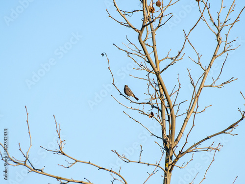 Phoenicurus ochruros - Bird perching on a tree on wintertime