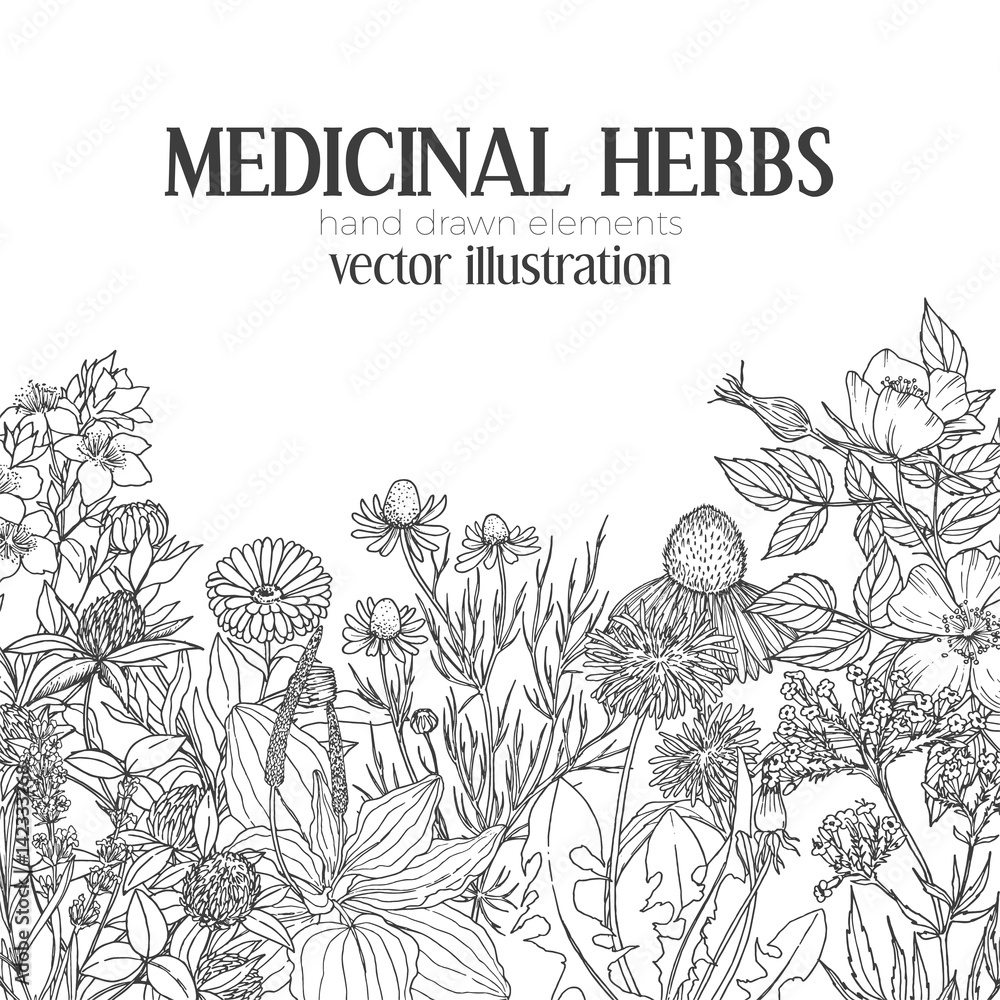 Card template with vintage sketches of medicinal herbs and flowers ...