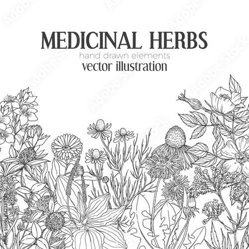 Card template with vintage sketches of medicinal herbs and flowers