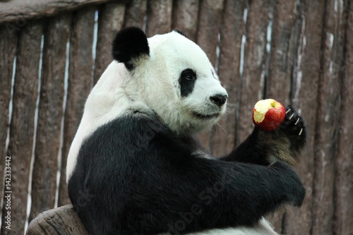 Female Panda in Thailand is having a big red apple