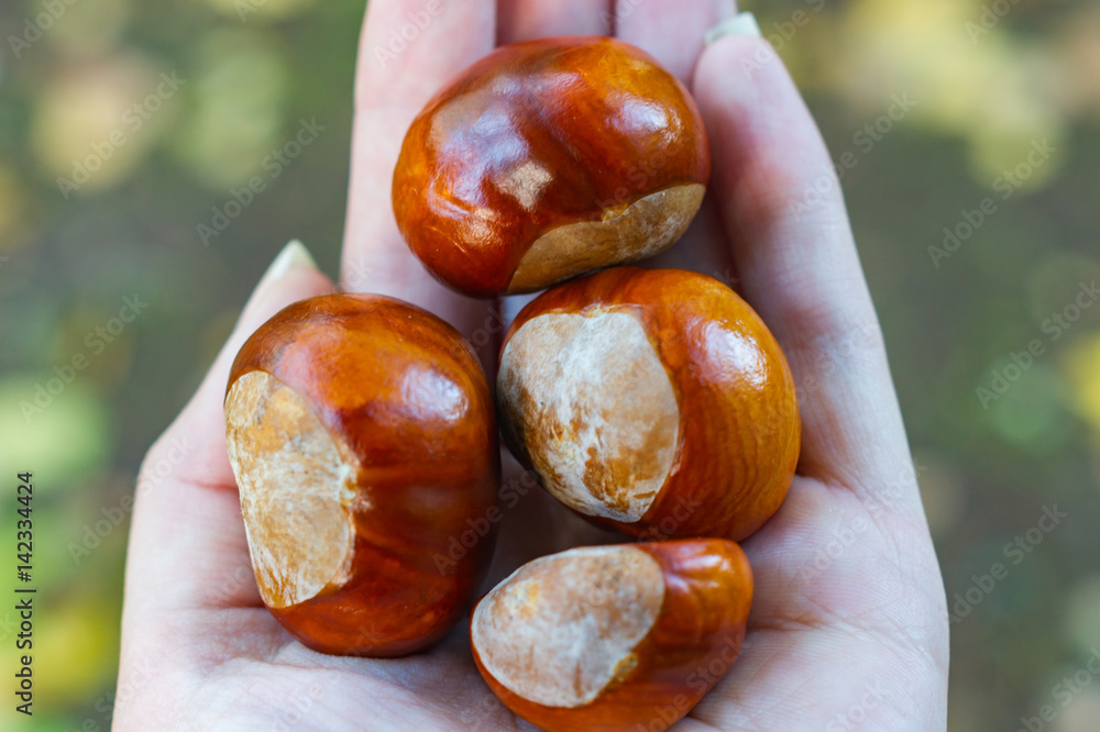 chestnuts on hand