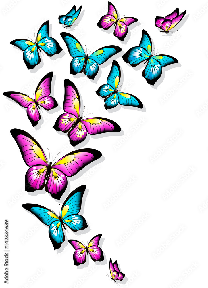 beautifulc olor butterflies, isolated  on a white