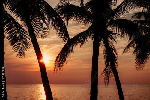 Silhouette coconut palm trees on beach at sunset.