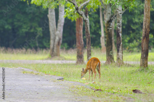 wild dear at natural site Khao Yai National Park, Thailand