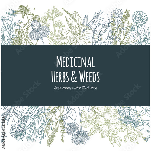 Horizontal banner with color medicinal flowers and herbs on white background