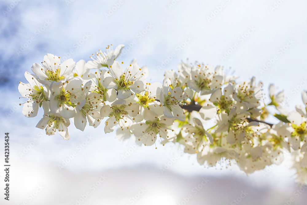 Obraz premium plum flowers on sky