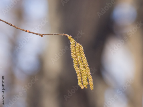 Hazelnut catkins on branch macro with bokeh background, selective focus, shallow DOF