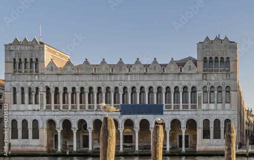 Two seagulls perched on the wooden poles of the Grand Canal with the facade of the Natural History Museum in the background, Venice, Italy