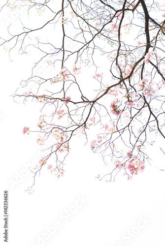 texture of tree branch and pink flower on white background