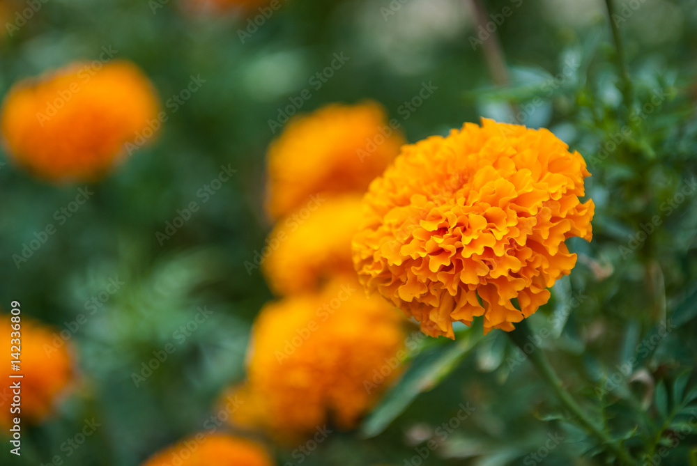 Beautiful marigold flowers in garden Beautiful marigold flowers in garden