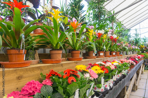 Mixed flowers in a greenhouse 