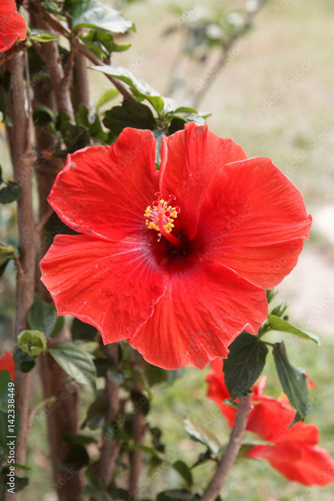 Red Hibiscus flower and blurred background Red Hibiscus flower and blurred background