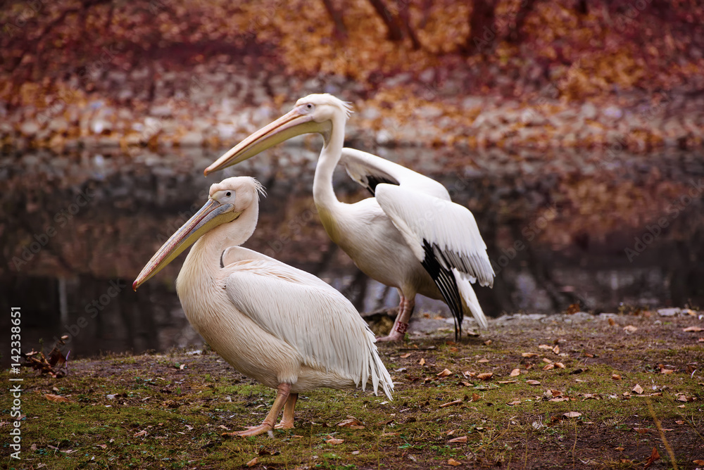 Couple of pelican birds with pink beaks near the lake in autumn park, natural background Couple of pelican birds with pink beaks near the lake in autumn park, natural background