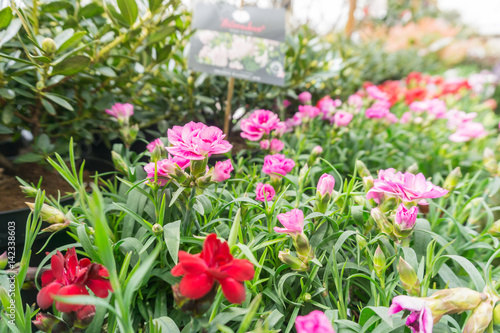Mixed flowers in a greenhouse 