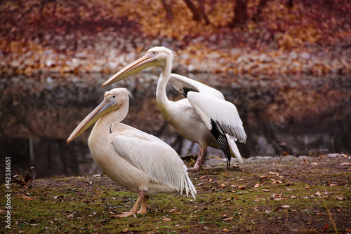 Couple of pelican birds with pink beaks near the lake in autumn park, natural background