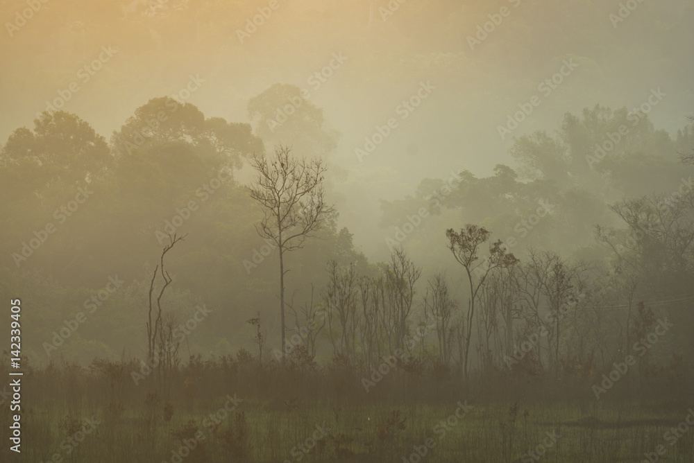 tropical sunset in the forest, Thailand