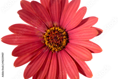 Red Osteospermum Daisy or Cape Daisy flower