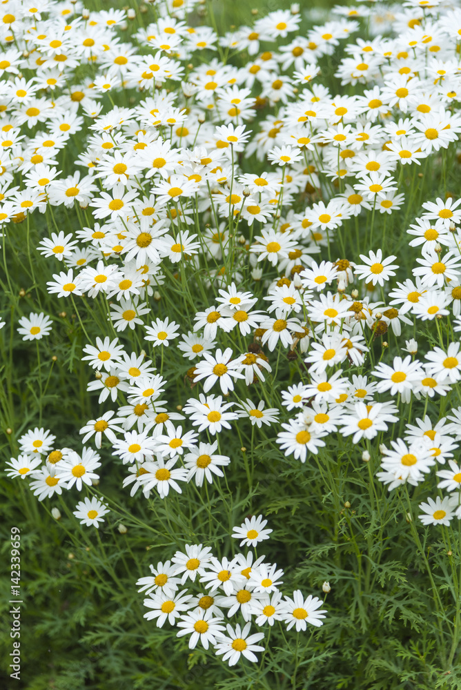 White flower in garden with sun light White flower in garden with sun light