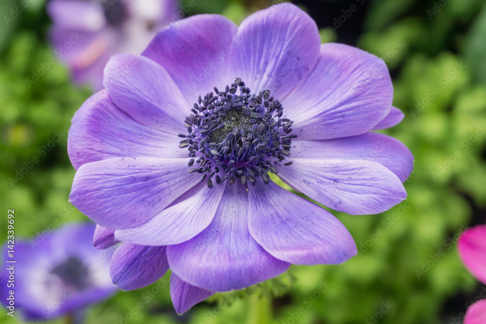 Flowers blooming in springtime in the countryside, UK. Flowers blooming in springtime in the countryside, UK.