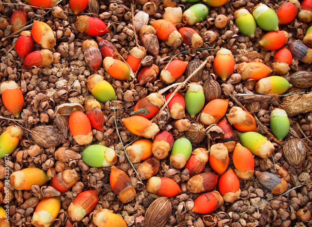 Colorful seeds of a palm tree foto de Stock | Adobe Stock