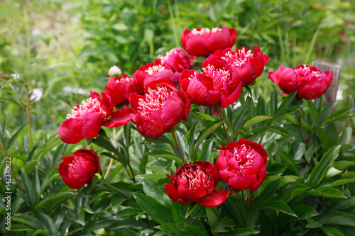 A blooming red peony bush in the garden.
