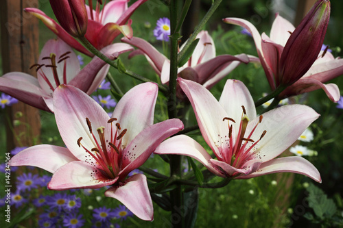 A flowering lily is pink in the garden.
