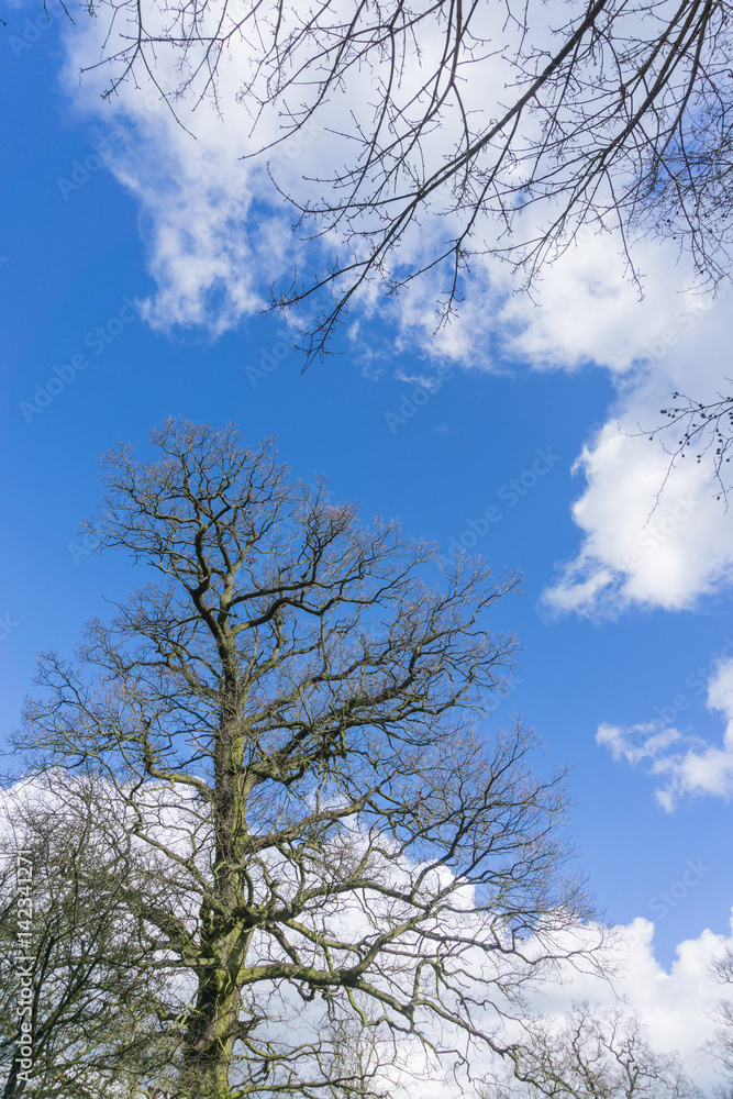 Bare trees against a blue sky white clouds, UK. Bare trees against a blue sky white clouds, UK.