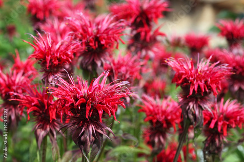 Floral background, flowers of Monarda didyma of red color.