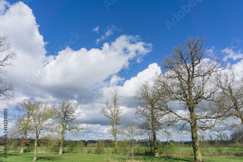 Bare trees against a blue sky white clouds, UK.