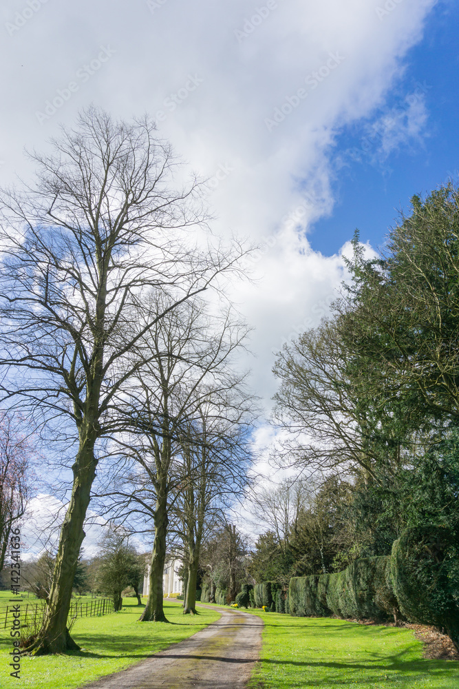 Fototapeta premium Bare trees against a blue sky white cloud background, UK.