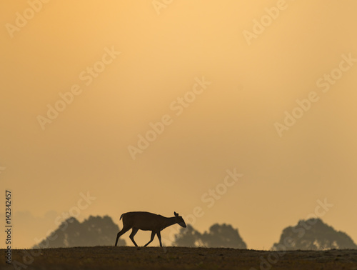 barking deer sunset