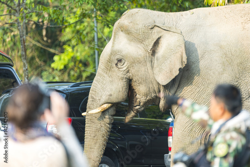 asian elephants, Khao Yai N...