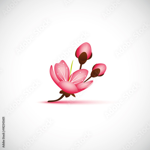 Kirschblüte