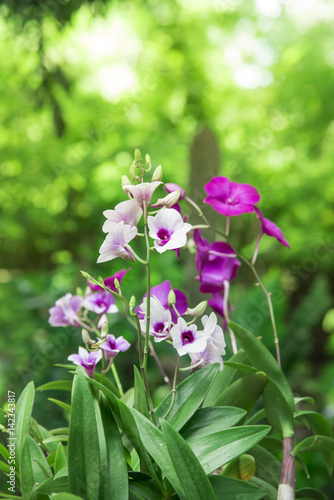 Fototapeta Naklejka Na Ścianę i Meble -  beautiful orchid on green background