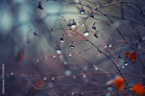 background with branches and raindrops