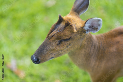 the barking deer with green...